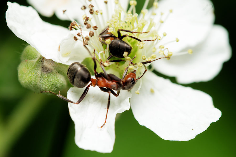 Ameisen auf einer weissen Blüte