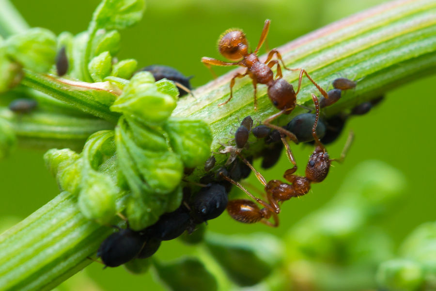 Ameisen und Blattläuse