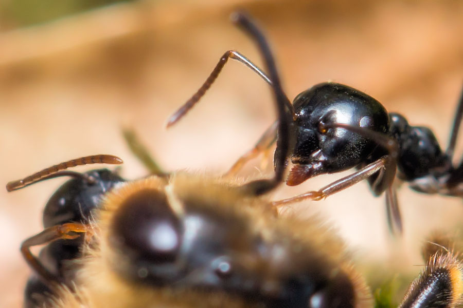 Ameisen und eine Biene
