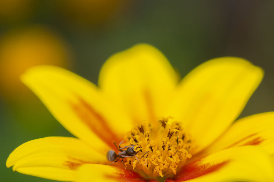 Gelb rote Blüte mit einer Ameise als Besucher
