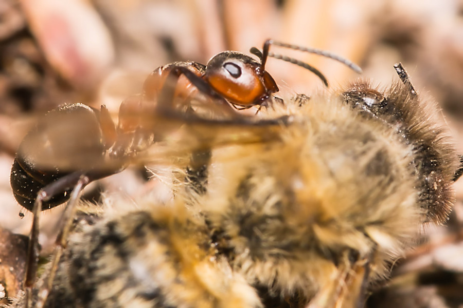 Ameise überwältigt Biene
