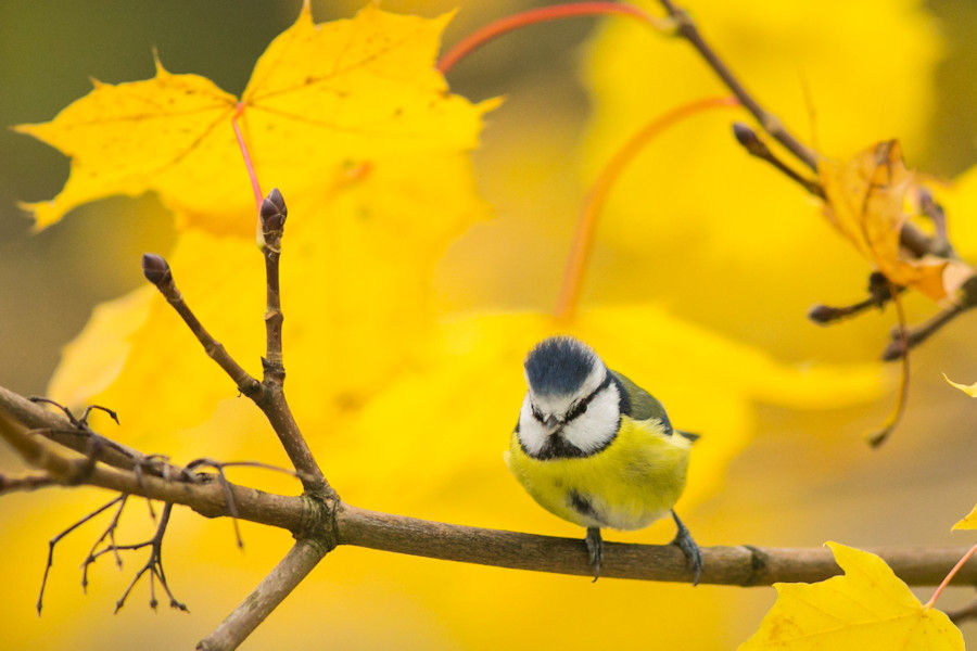 Blaumeise