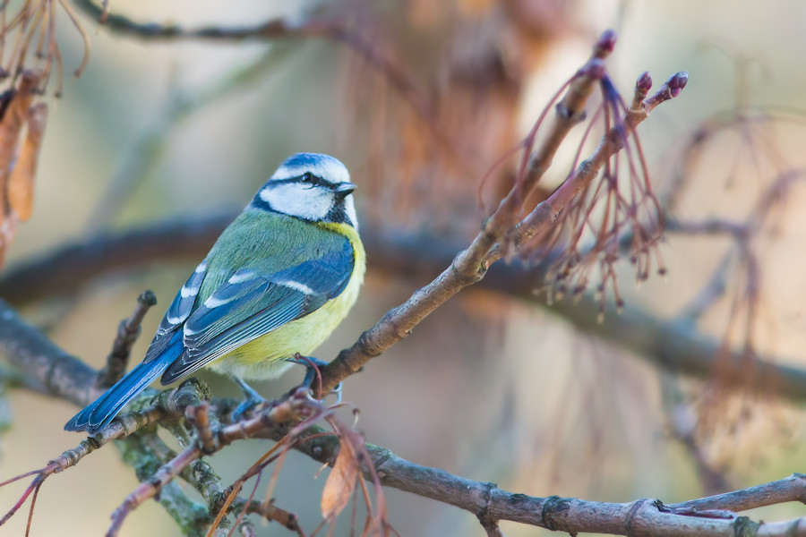Blaumeise
