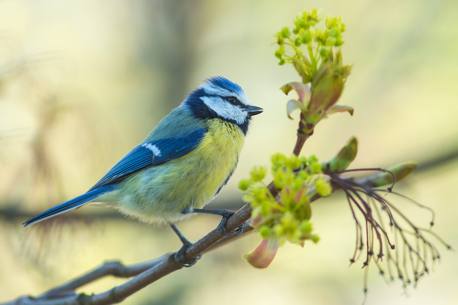Blaumeise