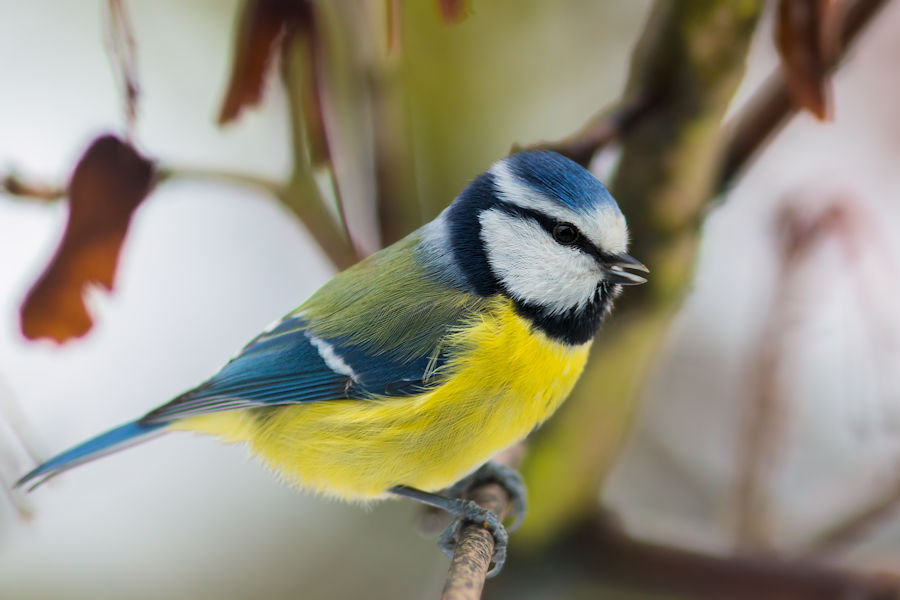Blaumeise