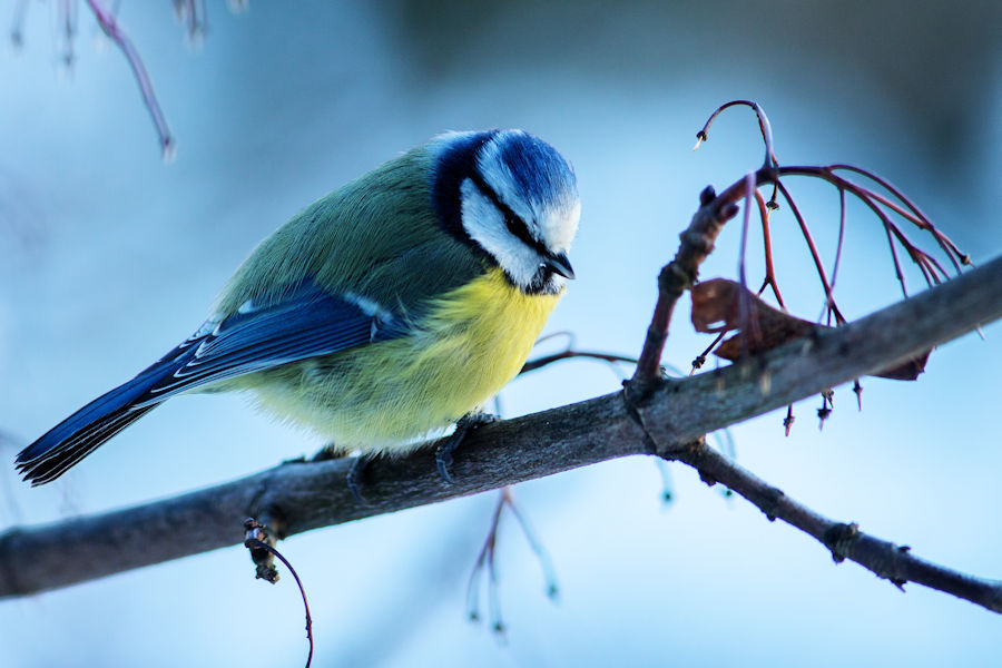 Blaumeise