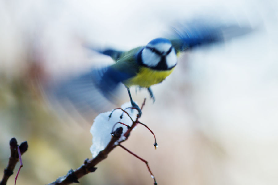 Blaumeise beim Abflug