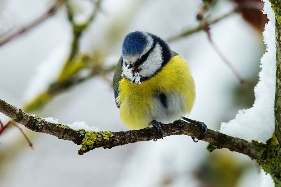 Blaumeise beim Schnee essen
