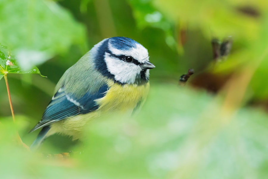 Blaumeise