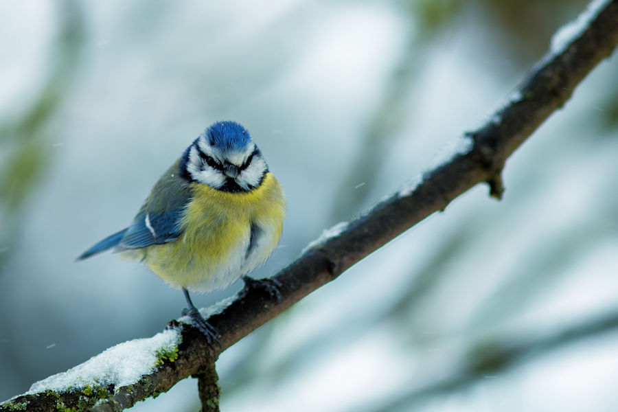 Blaumeise im Winter