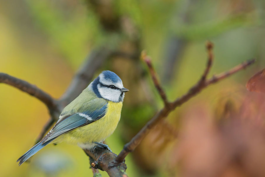 Blaumeise