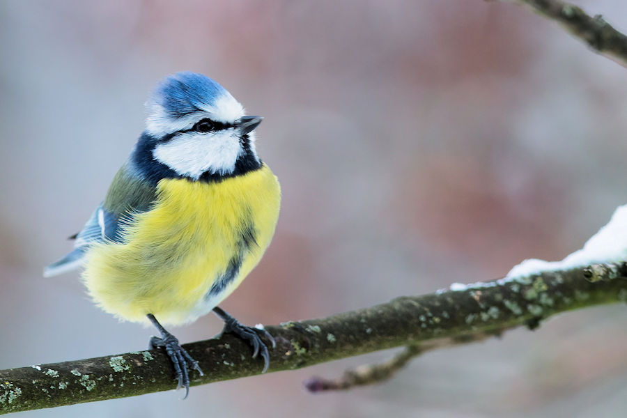 Blaumeise