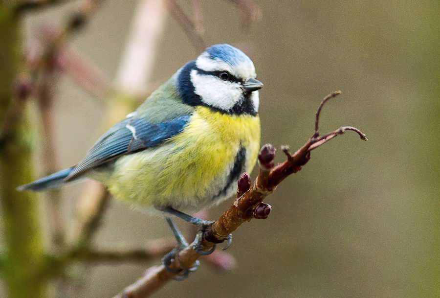 Blaumeise