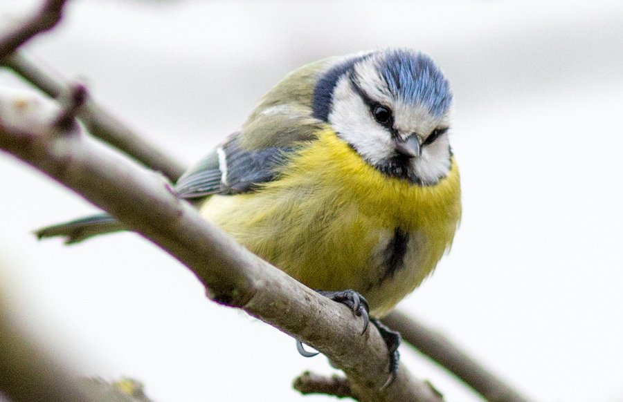 Blaumeise