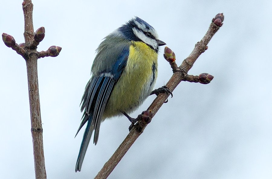 Blaumeise