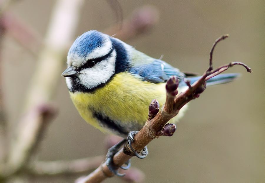 Blaumeise