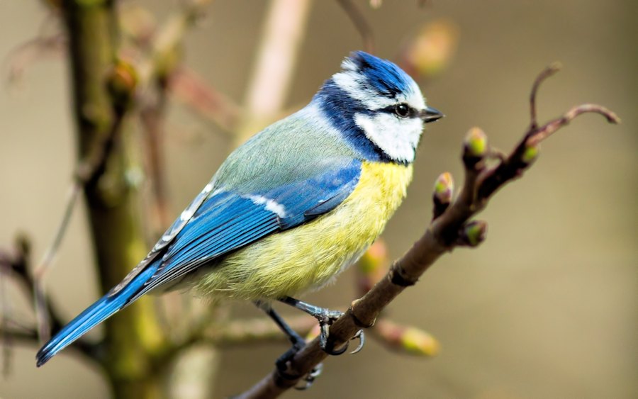 Blaumeise