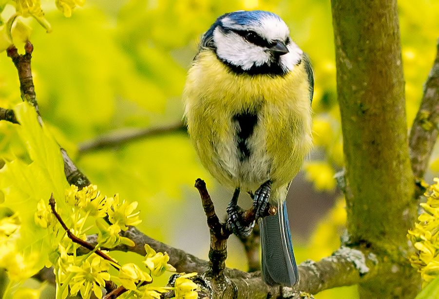Blaumeise
