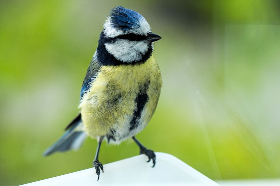 Blaumeise