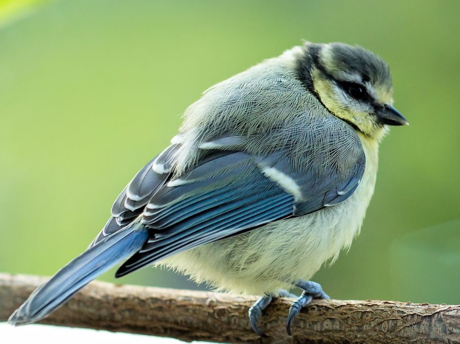 Blaumeise