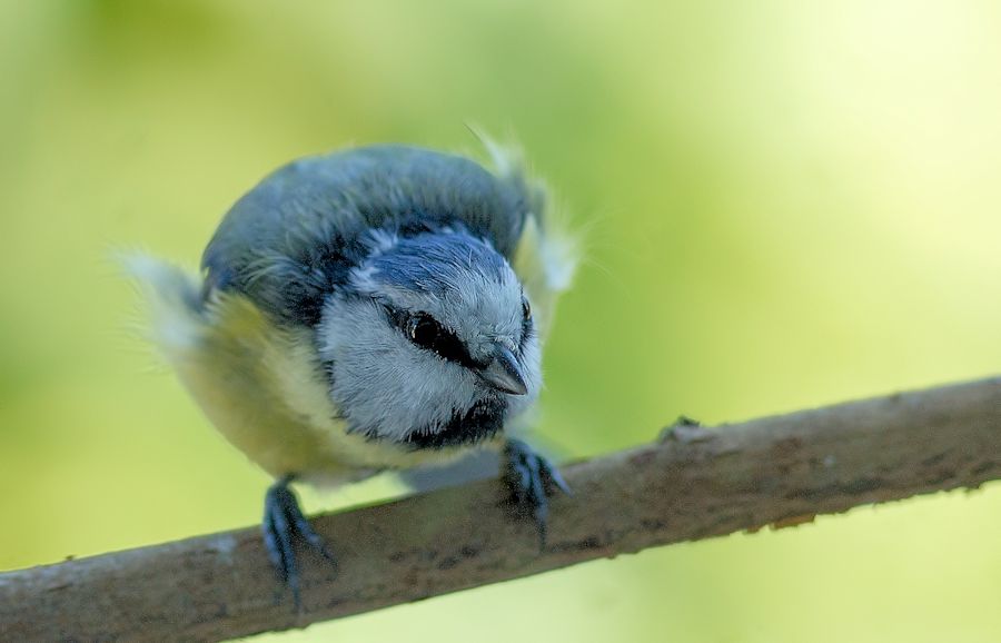 Blaumeise