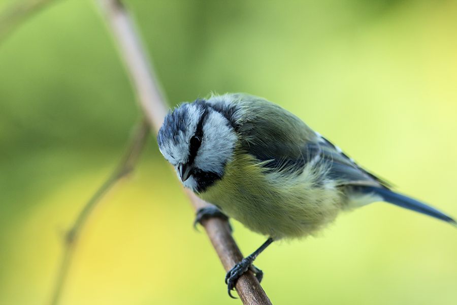 Blaumeise