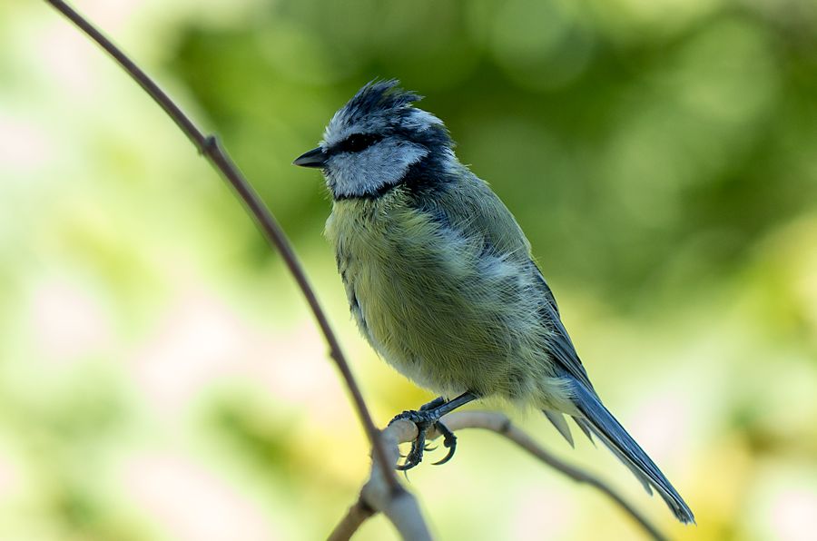 Blaumeise