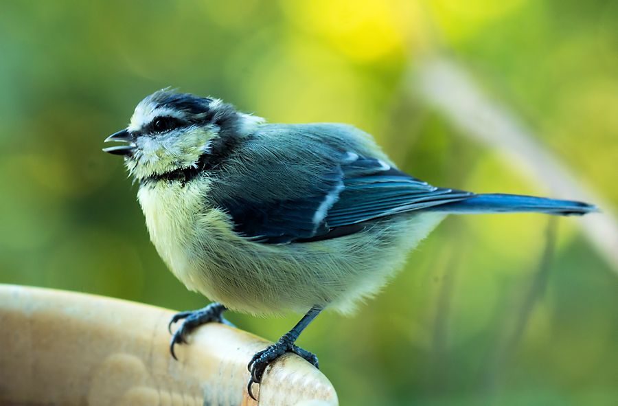 Blaumeise