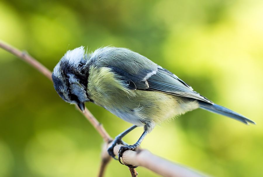 Blaumeise