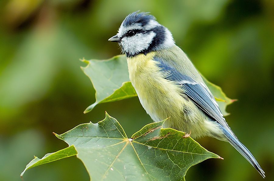 Blaumeise