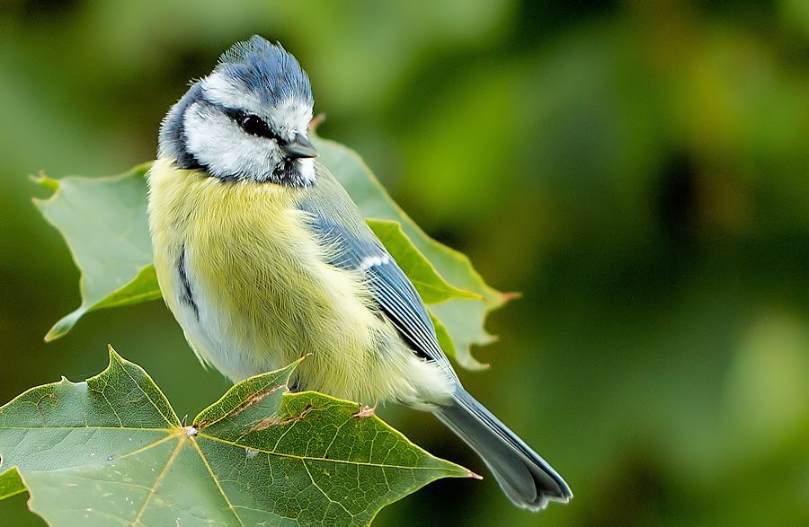 Blaumeise