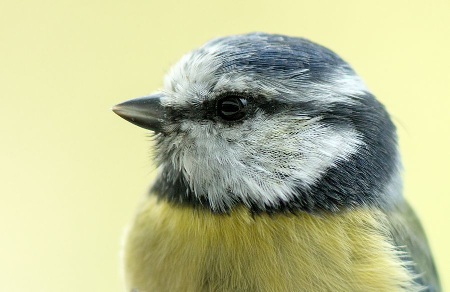 Blaumeise