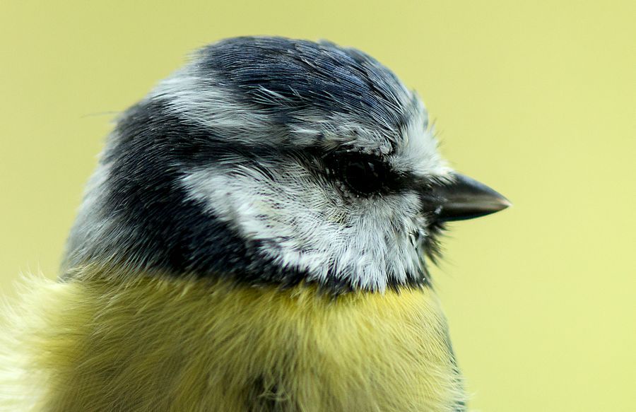 Blaumeise