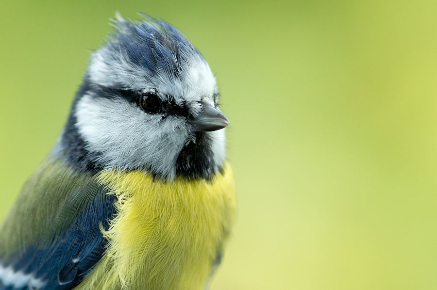 Blaumeise