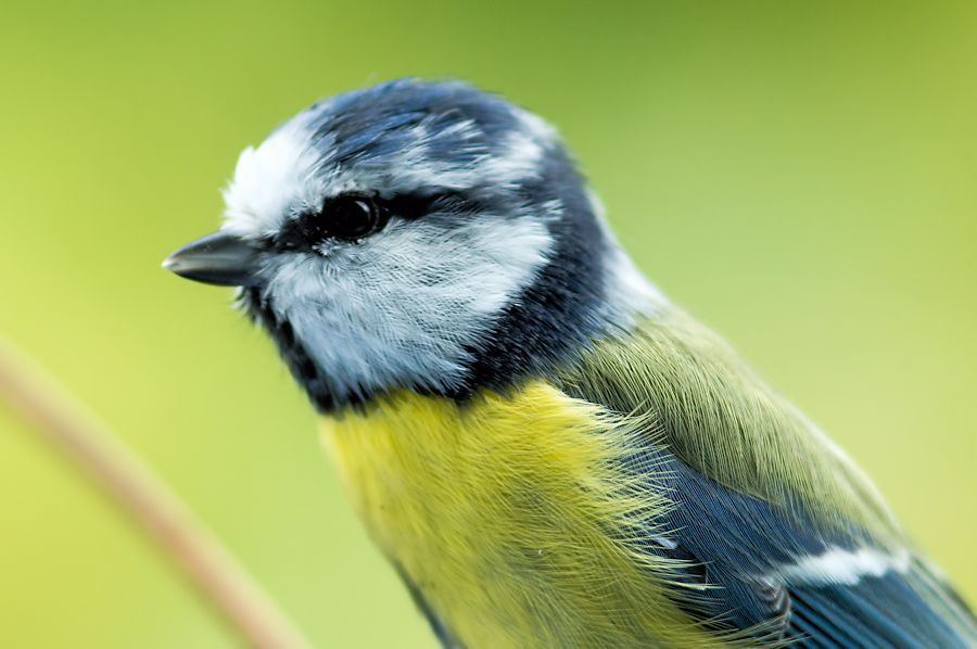 Blaumeise