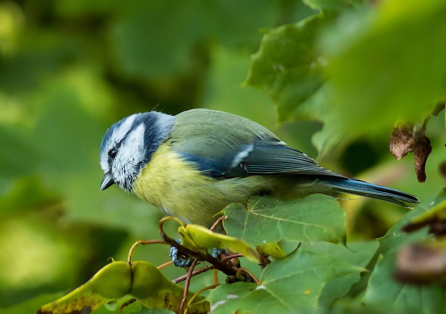 Blaumeise