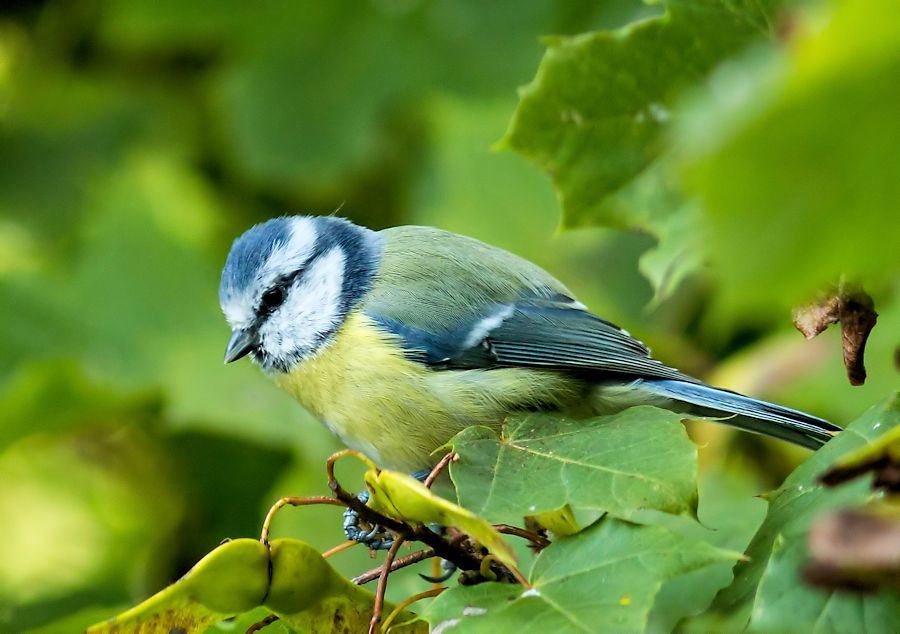 Blaumeise