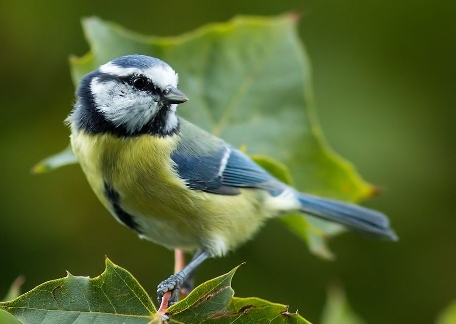 Blaumeise