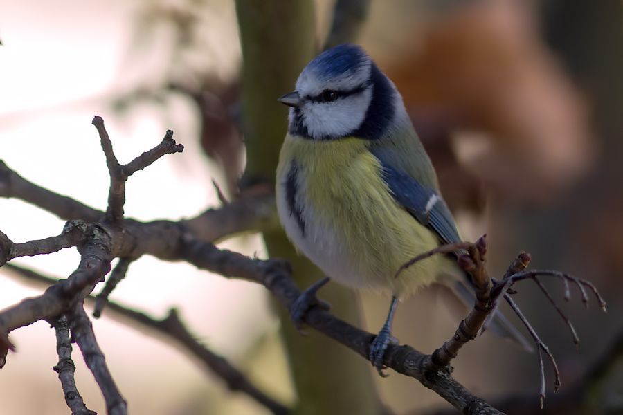 Blaumeise