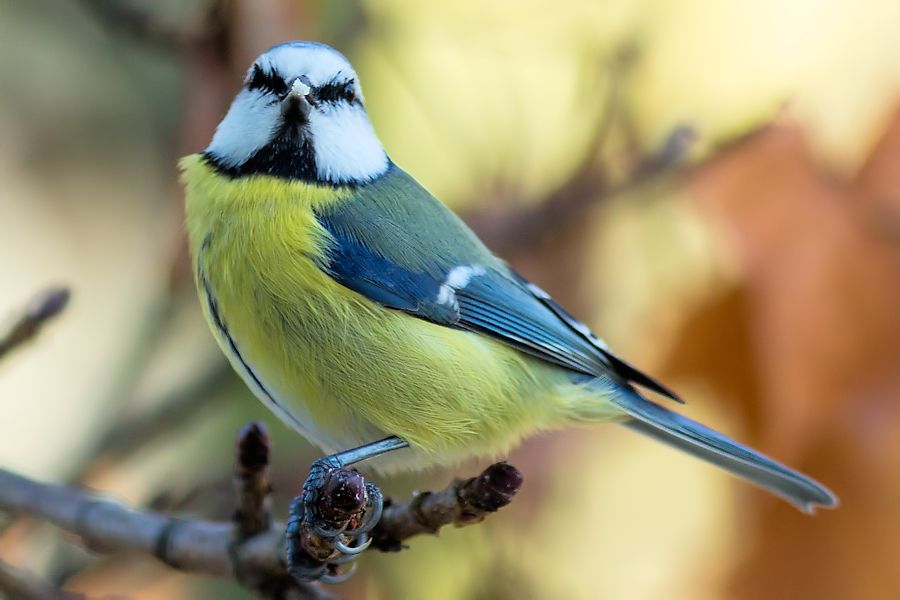 Blaumeise
