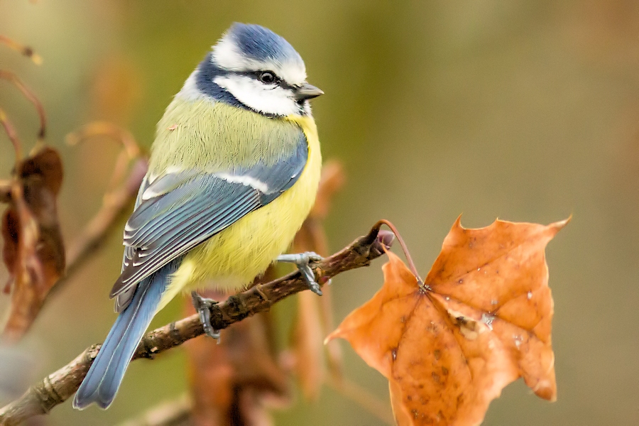 Blaumeise