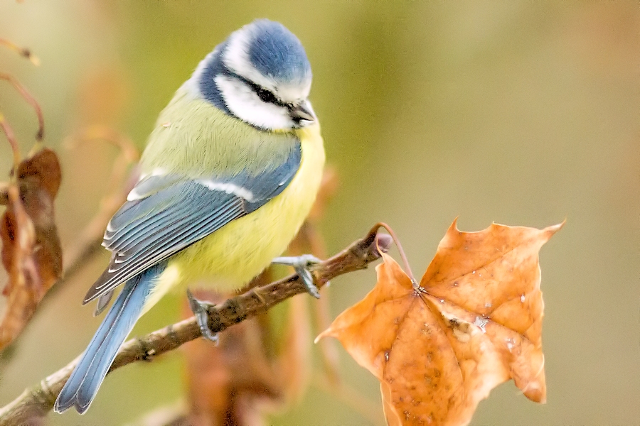 Blaumeise
