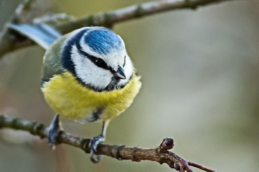 Blaumeise