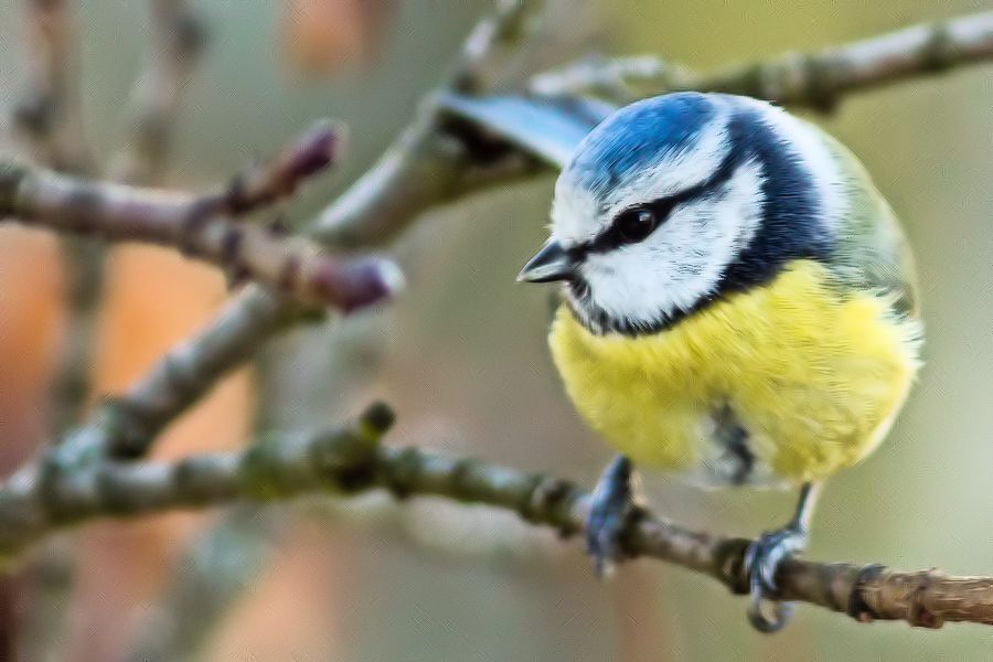 Blaumeise