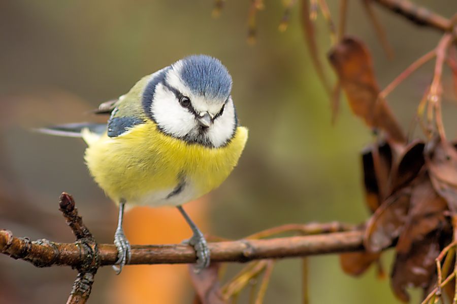 Blaumeise