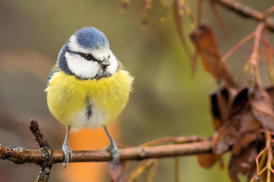 Blaumeise