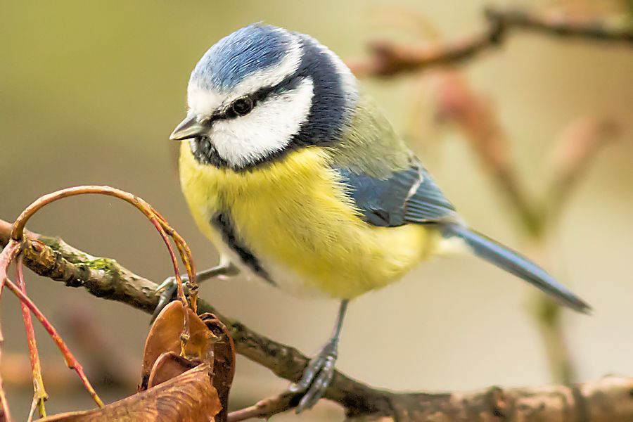Blaumeise