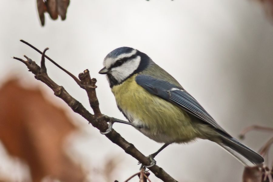 Blaumeise