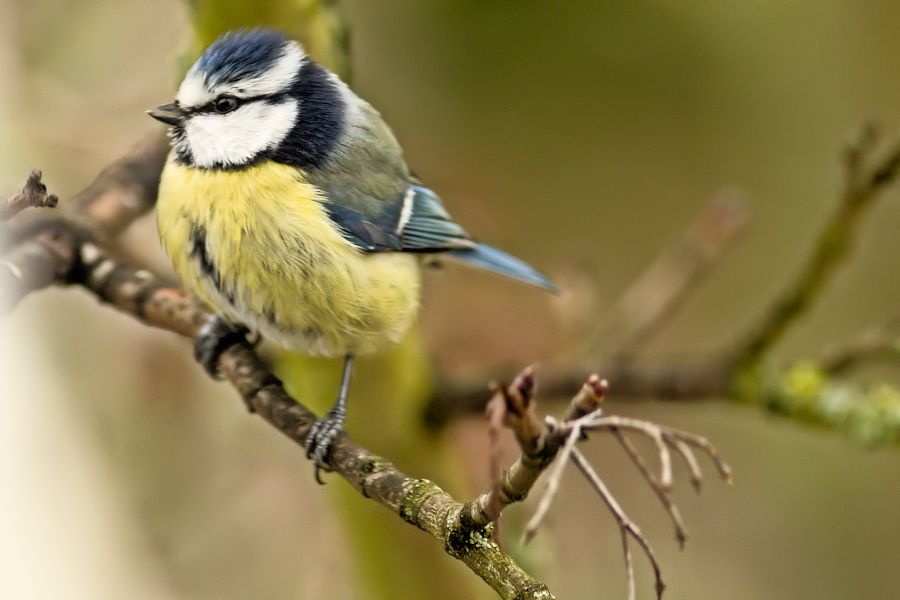 Blaumeise