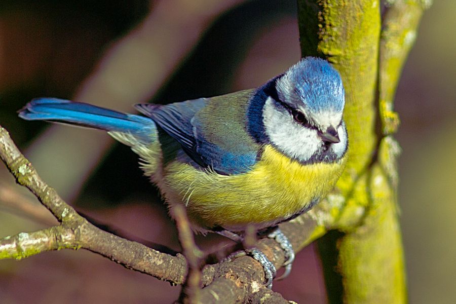 Blaumeise